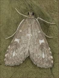 Attēlu rezultāti vaicājumam “Udea olivalis”