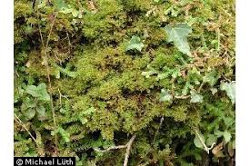 Attēlu rezultāti vaicājumam “Campylium chrysophyllum”