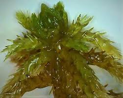 Attēlu rezultāti vaicājumam “Sphagnum teres”