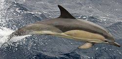 Image result for Delphinus delphis
