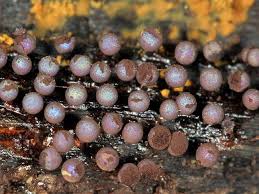 Attēlu rezultāti vaicājumam “Lamproderma arcyrioides stalked”