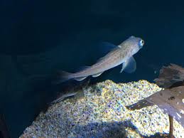 Image result for Arctogadus glacialis