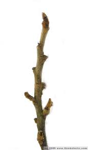 Attēlu rezultāti vaicājumam “Frangula alnus bud”