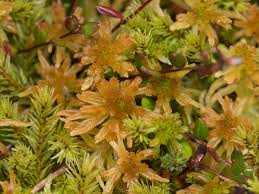 Attēlu rezultāti vaicājumam “Sphagnum fallax”