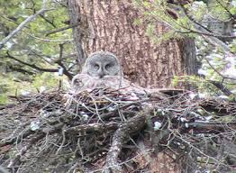 Attēlu rezultāti vaicājumam “Accipiter gentilis nest”