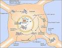 Huntington's disease and other