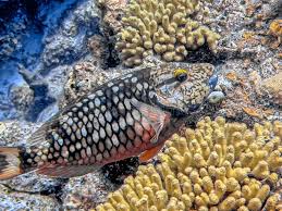 Image result for Sparisoma viride