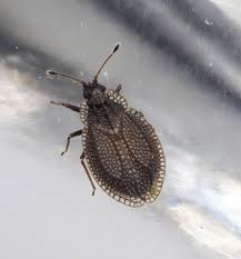 Attēlu rezultāti vaicājumam “Acalypta carinata”