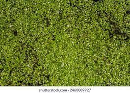 Attēlu rezultāti vaicājumam “Lemna trisulca”