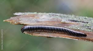 Attēlu rezultāti vaicājumam “Ommatoiulus sabulosus”