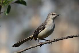 Image result for Mimus polyglottos