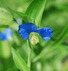 Attēlu rezultāti vaicājumam “Commelina coelestis”