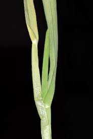 Attēlu rezultāti vaicājumam “Glyceria fluitans leaf”