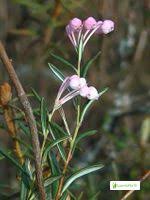 Attēlu rezultāti vaicājumam “Empetraceae”