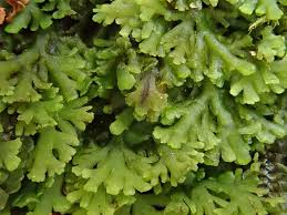 Attēlu rezultāti vaicājumam “Riccardia multifida”