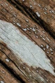 Attēlu rezultāti vaicājumam “Propolis farinosa”