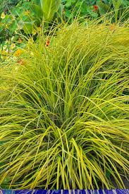 Attēlu rezultāti vaicājumam “Carex elata”