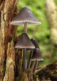 Attēlu rezultāti vaicājumam “Mycena stipata”