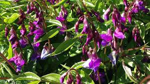 Attēlu rezultāti vaicājumam “Lathyrus vernus”