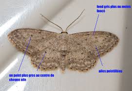 Attēlu rezultāti vaicājumam “Idaea seriata”