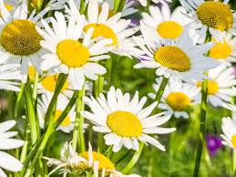 Attēlu rezultāti vaicājumam “Leucanthemum vulgare”