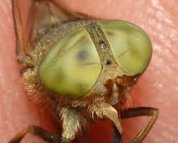 Attēlu rezultāti vaicājumam “Atylotus sp.”