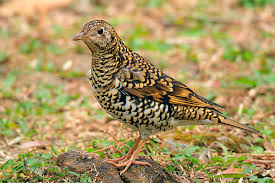 Image result for Zoothera dauma