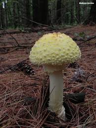 Attēlu rezultāti vaicājumam “Amanita muscaria”