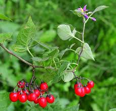 Attēlu rezultāti vaicājumam “Solanum dulcamara fruit”