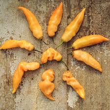 Afbeeldingsresultaat voor peach habanero hot pepper