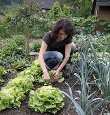 Image result for Kopfsalat