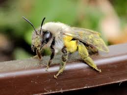 Attēlu rezultāti vaicājumam “Andrena vaga”