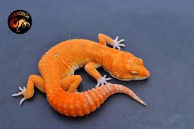 Attēlu rezultāti vaicājumam “Lycogala exiguum aggr.”