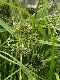 Attēlu rezultāti vaicājumam “Scirpus sylvaticus”