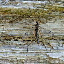 Attēlu rezultāti vaicājumam “Dictenidia bimaculata”