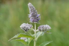Attēlu rezultāti vaicājumam “Mentha longifolia”