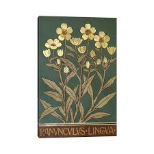 Attēlu rezultāti vaicājumam “Ranunculus lingua”