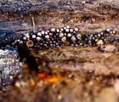 Attēlu rezultāti vaicājumam “Hemitrichia sordivesiculosa macro”