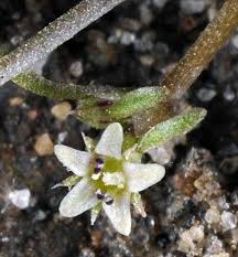 Attēlu rezultāti vaicājumam “Limosella aquatica”