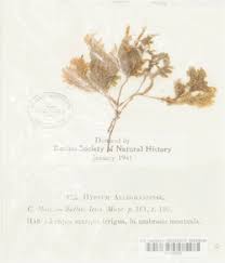 Attēlu rezultāti vaicājumam “Thamnobryum subserratum”