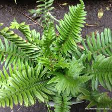 Attēlu rezultāti vaicājumam “Dryopteris dilatata”