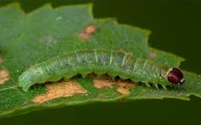 Attēlu rezultāti vaicājumam “Eulia ministrana”