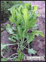 Attēlu rezultāti vaicājumam “Chenopodiaceae”