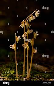 Attēlu rezultāti vaicājumam “Epipogium aphyllum flower”