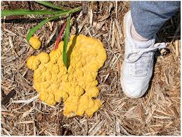 Attēlu rezultāti vaicājumam “Lamproderma gulielmae”