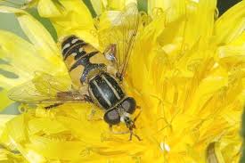 Attēlu rezultāti vaicājumam “Helophilus pendulus”