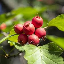 Attēlu rezultāti vaicājumam “Crataegus x macrocarpa fruit”