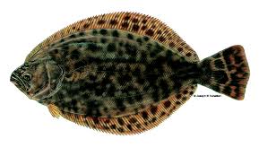 Image result for Paralichthys lethostigma