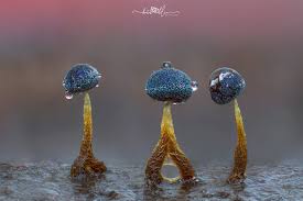 Attēlu rezultāti vaicājumam “Physarum virescens macro”