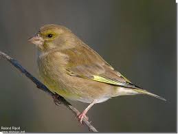 Attēlu rezultāti vaicājumam “Chloris chloris female”